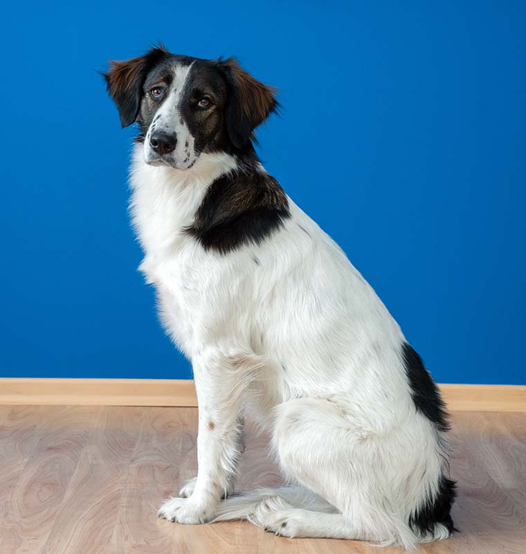 Fey, Hund